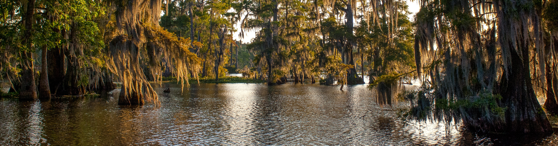 Cypress trees in water.
